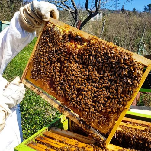 Api e miele di acacia La Chiosa