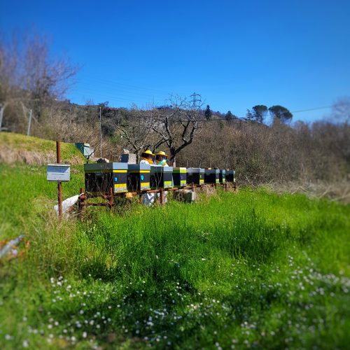 Apicoltura azienda agricola La Chiosa Calice al Cornoviglio